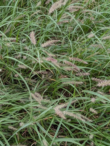 Cenchrus ciliaris observed 2026-09-24