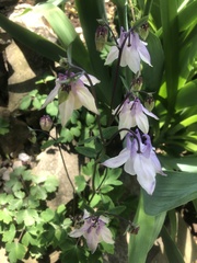 Aquilegia coerulea