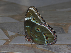 Morpho helenor achillides