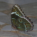 Morpho achilles achilles - Photo (c) Leonel Roget, some rights reserved (CC BY), uploaded by Leonel Roget