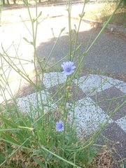 Cichorium intybus