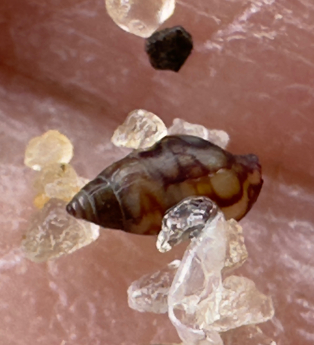 Astyris lunata observed 2026-09-29