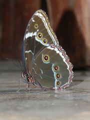 Morpho helenor achillides