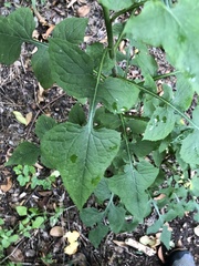 Lactuca floridana