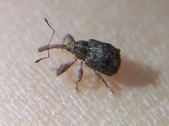 Anthonomus quadrigibbus