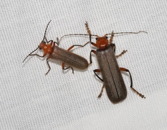 Pacificanthia consors