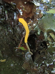 Mitrula lunulatospora