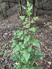 Lactuca floridana