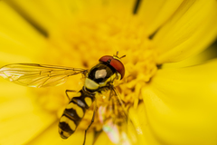 Allograpta fuscotibialis