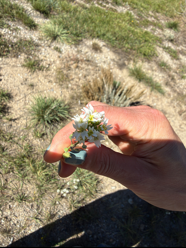 hoary alyssum