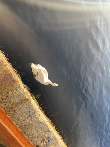Mute Swan