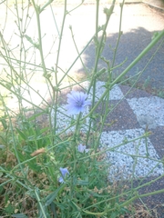 Cichorium intybus
