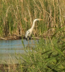 Ardea cinerea