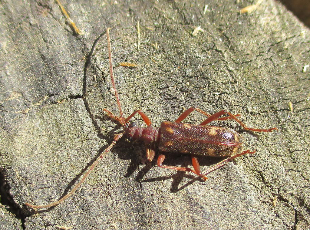 Xylosteus spinolae
