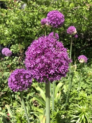 Allium
