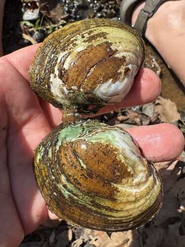 Lampsilis fasciola, 2026-09-28