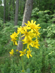 Ligularia glauca