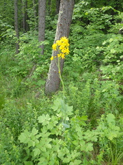 Ligularia glauca