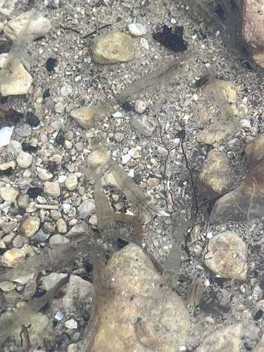 Atyaephyra desmarestii observed 2026-09-29