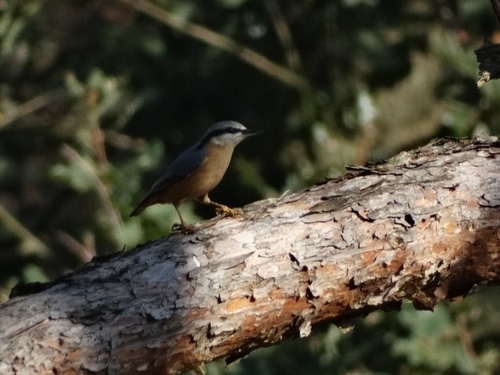 Eurasian Nuthatch