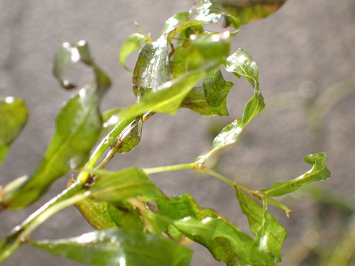 Potamogeton praelongus, 2026-09-28