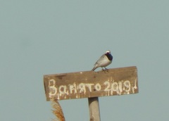 Motacilla alba
