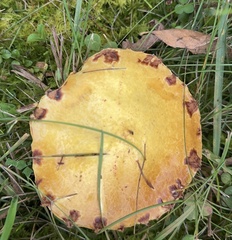Chicken Fat Mushroom