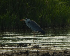 Ardea cinerea