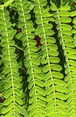 Phyllanthus emblica