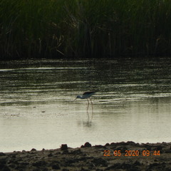 Himantopus himantopus