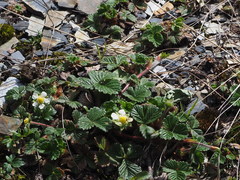 Fragaria hayatae