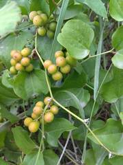 Smilax excelsa