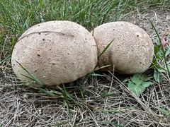 giant puffball