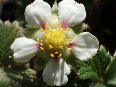Fragaria hayatae