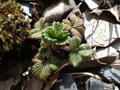 Fragaria hayatae