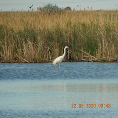 Ardea alba