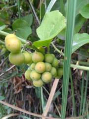 Smilax excelsa