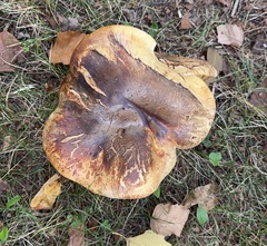 Leathery-veiled Bolete