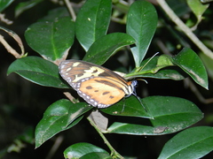 Tithorea harmonia