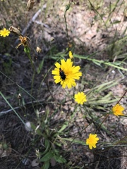 Heliotaurus ruficollis
