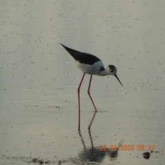 Himantopus himantopus