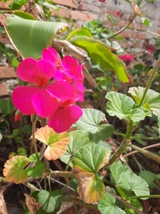 Pelargonium × hybridum