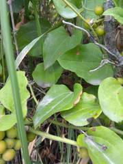 Smilax excelsa