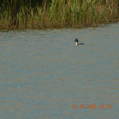 Podiceps cristatus