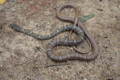 Platyceps bholanathi