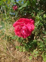 Rosa