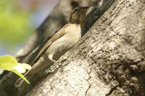 iNaturalist image