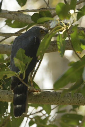 iNaturalist image