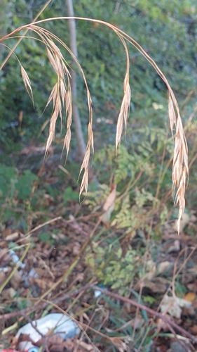 Bromus benekenii observed 2026-09-29