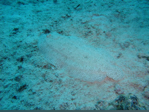 Pardachirus marmoratus observed 2026-09-29